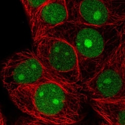 SELH Antibody, Novus Biologicals:Antibodies:Primary Antibodies
